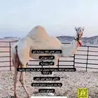 ناقه سودانيه