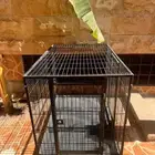 قفص