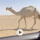 للبيع النياق الضرايب والقحات طيبه