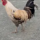ديك