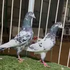 زوج بكستاني
