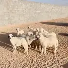 بهم خرفان ورخال