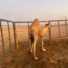 حاشي مفرود