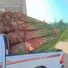 نخيل مثمر للبيع متواجد في نجران