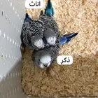 فروخ بادجي