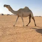 القحه عليانيه كفوو