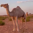 ناقة حايل هجن
