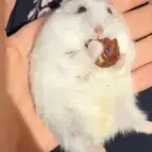 هامسترين ونتر وايت