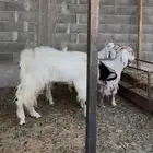 فحل هولندي مطور صنف مشروط و حارر و منتج و رباع