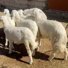 خرفان بلدية فل شحم