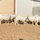 رخال حريات خوات بعض عدد 100