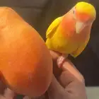 ذكر روز اليف جد ا