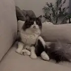 قط شيرازي للتبني