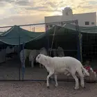 مشروع حري فاخر ( تم البيع )