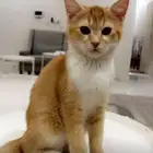 قط للتبني ذكر بلدي نظيف عمره 3 شهور