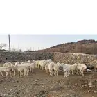 للبيع طليان حرية جبرة ناهية تم البيع خارج الموقع
