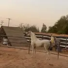 حصان واهو مصري