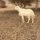 فحل صنف مشروط