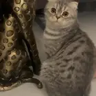 قطة سكوتش فولد