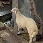 خرفان بلدية فل شحم