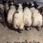 خرفان بلديه 6 شهور شيء فاخر
