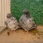 زوج كشكي فاخر بودره