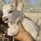 ماعز قزم الليف جدا الماعز القزم المدرب على الرضاعه قفص