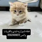 قطه شيرازيه تبني الموقع القريات