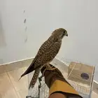 مطلوب 3. بواشق قرانيس السعر ما يتجاوز 50 ريال للطير