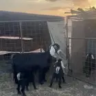 عنز عارضيه