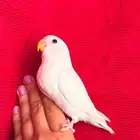 طير روز اليف هدد نشبهه مناسب للاطفال و الكبار