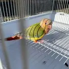 ببغاء كنيور اناناس اليف