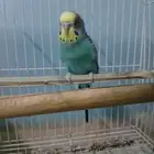 بادجي للبيع مع القفص