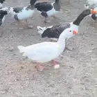 وز بلدي للبيع