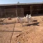 معزا هولندية