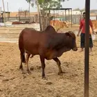 ثور عمره سنه 8شهور مشرووط فالظراب
