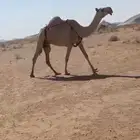 للبيع الضروبه
