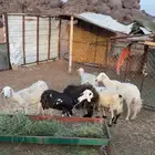6 من الضان ورخل ترضع
