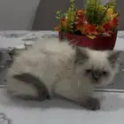 ذكر وأنثى هملايا