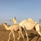 ناقة باتلية وضحا عشرا للبيع