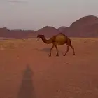 ضروبه للبيع
