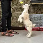 ماعز قزم للبيع
