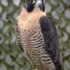 مطلوب طير جير شاهين حر في حايل