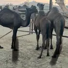قعودين