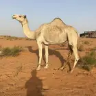 ضروبه هجن للبيع