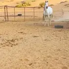 فرس نظيفه بالبر عمرها حول خمس ونص