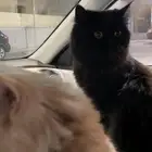 قطط للتبني