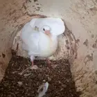 مطلوب زغاليل حيه