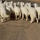 بهم حري جبر فاخر عدد 25