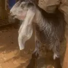 جفرة عارضية صنف مزاين